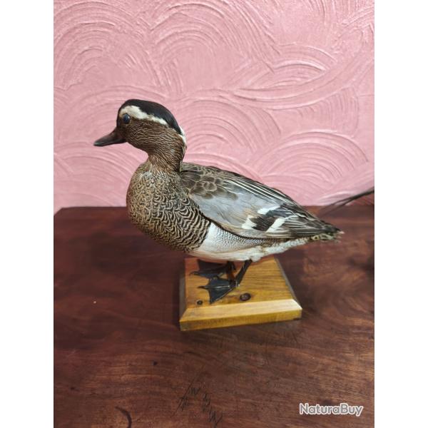 Sarcelle d'�t� male naturalis�e