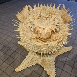 Poisson globe gonfl&eacute;