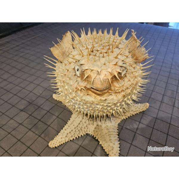 Poisson globe gonfl�