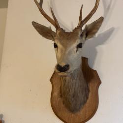 Trophée de Cerf 6 Cors