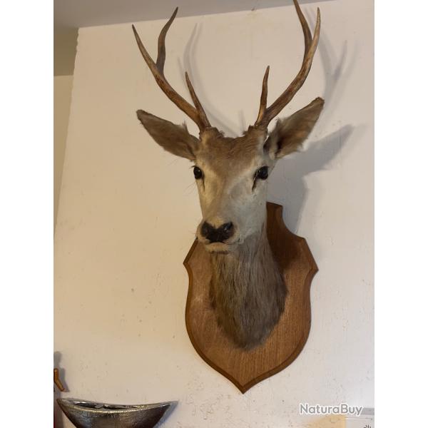 Trophe de Cerf 6 Cors