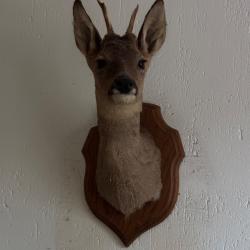Trophée de Chevreuil
