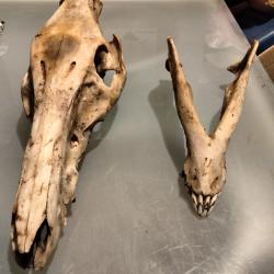 Taxidermie crânes sanglier