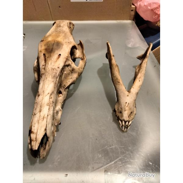 Taxidermie cr�nes sanglier