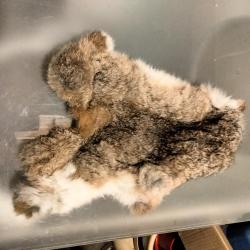 Taxidermie peau lapin