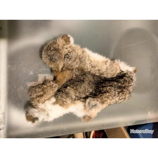 Taxidermie peau lapin