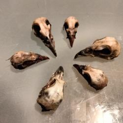 Taxidermie crâne oiseaux