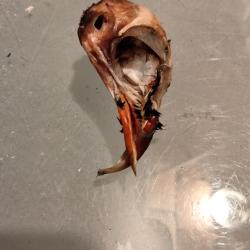 Taxidermie crâne oiseaux de perdrix