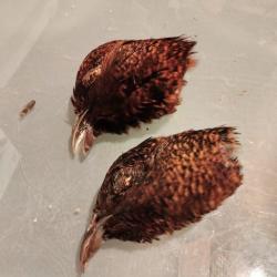 Taxidermie cr&acirc;ne momifi&eacute;