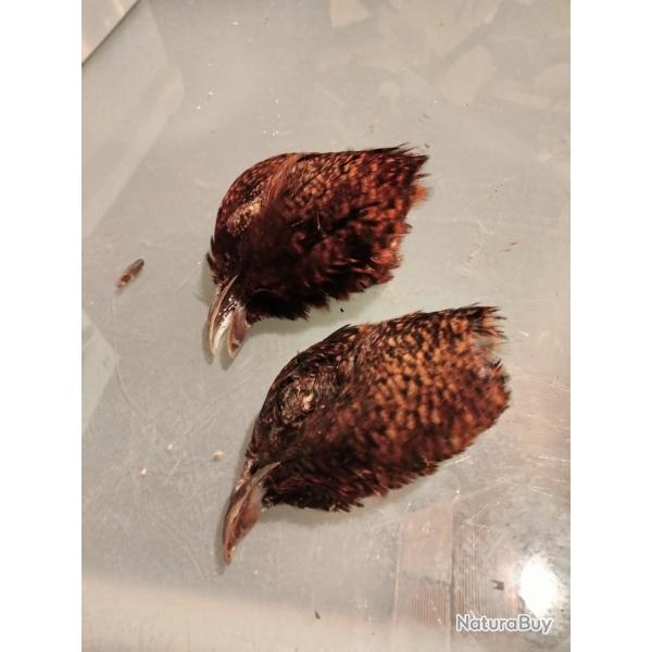 Taxidermie cr�ne momifi�