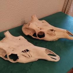 2 CRÂNE MASSACRE CERF NATUREL POUR POSE BOIS