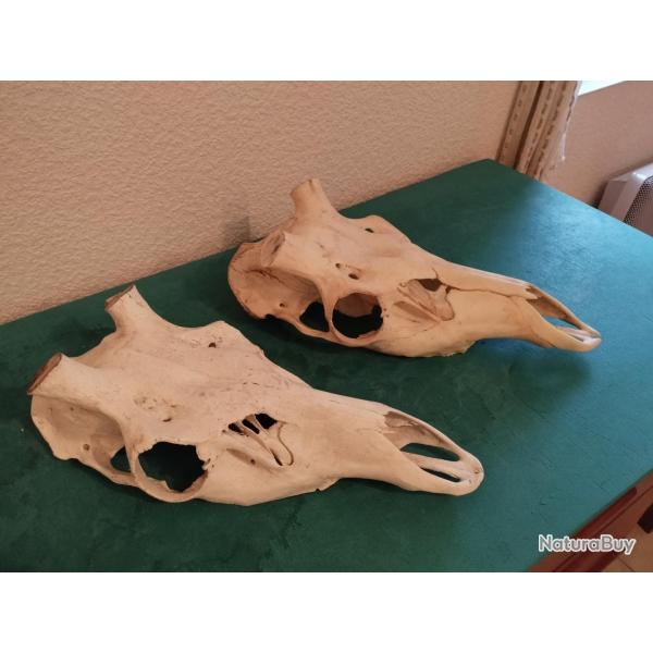 2 CR�NE MASSACRE CERF NATUREL POUR POSE BOIS