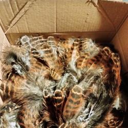 Taxidermie plume faisan