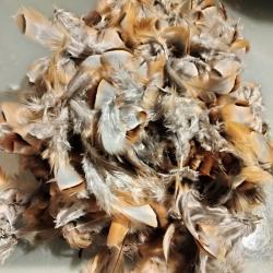 Plumes perdrix rouge