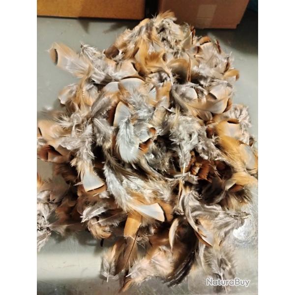 Plumes perdrix rouge