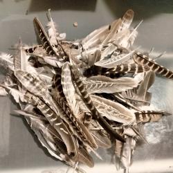 Grande plumes de faisan