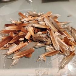 Plume marron de perdrix rouge
