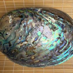 Coquillage paua des Mers du Sud