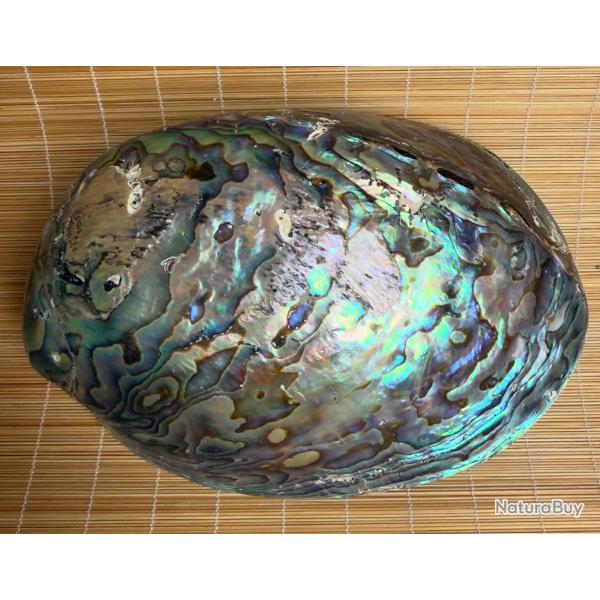 Coquillage paua des Mers du Sud