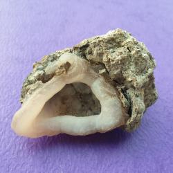 Rare Calc&eacute;doine form&eacute;e 8,6 cm