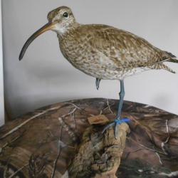 Courlis corlieu - Numenius phaeopus