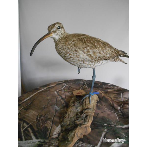 Courlis corlieu - Numenius phaeopus