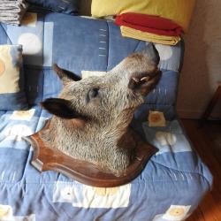 Vente  d'une tête de Sanglier Mâle naturalisée