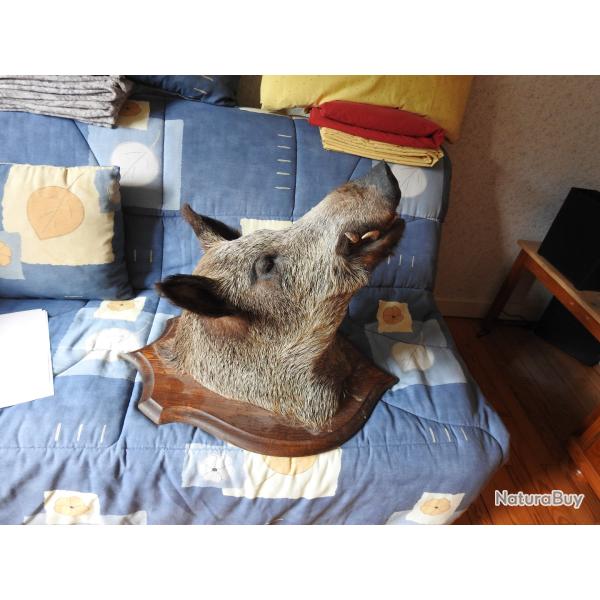 Vente  d'une tte de Sanglier Mle naturalise