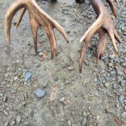 Exceptionnelle paire de mues de cerf  - 21 cors - 10700 grs - 110 cms et 106 cms - 238 pts CIC -