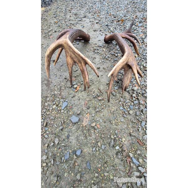 Exceptionnelle paire de mues de cerf  - 21 cors - 10700 grs - 110 cms et 106 cms - 238 pts CIC -