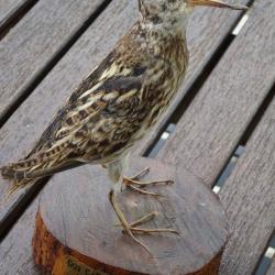 Bécasseau naturalisé