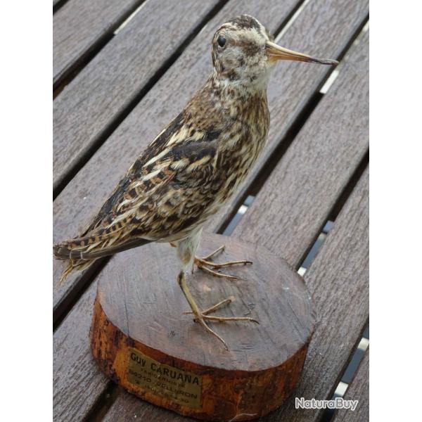 B�casseau naturalis�