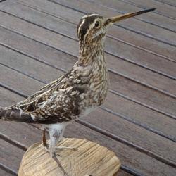 Bécassine des marais