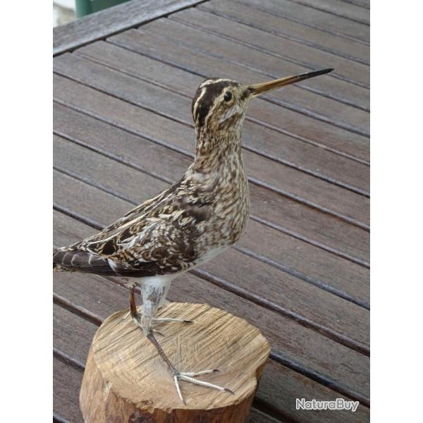 B�cassine des marais