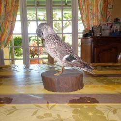 Sarcelle naturalisée