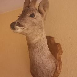 Tête de chevreuil empaillée