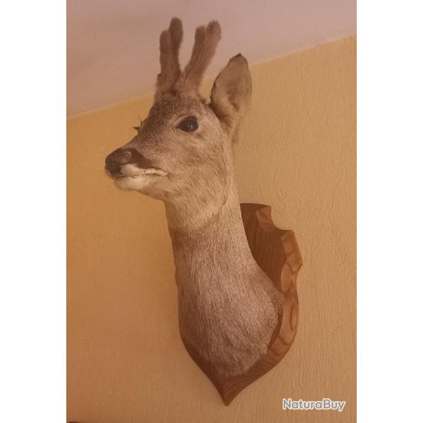 Tte de chevreuil empaille