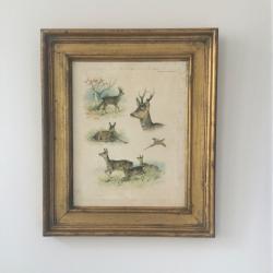 Chevreuils.Georges-Frédéric RÖTIG(1873-1961).Eau-forte couleurs signée et encadrée.