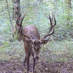 Action chasse Alsace cerf sanglier chevreuil