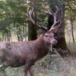 Action chasse Alsace cerf sanglier chevreuil