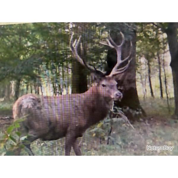 Action chasse Alsace cerf sanglier chevreuil