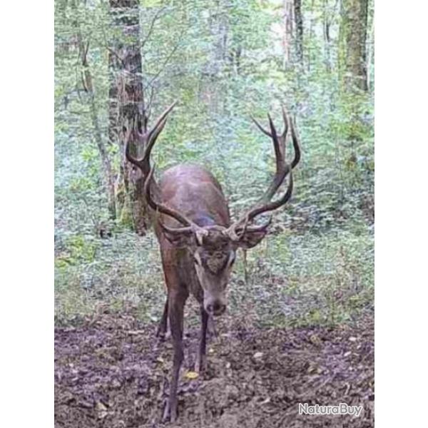 Action chasse Alsace cerf sanglier chevreuil