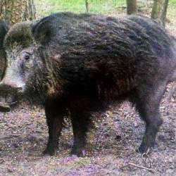 Action grand gibier Alsace la petite pierre