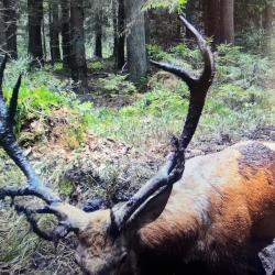 Action grand gibier Alsace la petite pierre