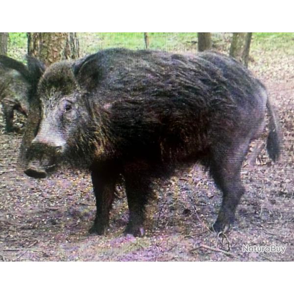 Action grand gibier Alsace la petite pierre