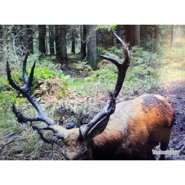 Action grand gibier Alsace la petite pierre