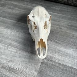 Crâne de biche