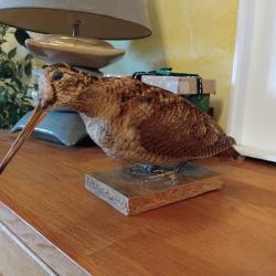 Bécasse empaillée.