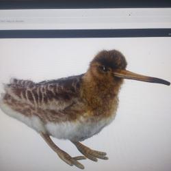 Peluche b&eacute;casse 33cm