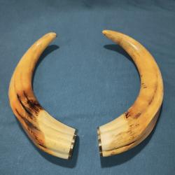 DÉFENSES DE PHACOCHÈRE